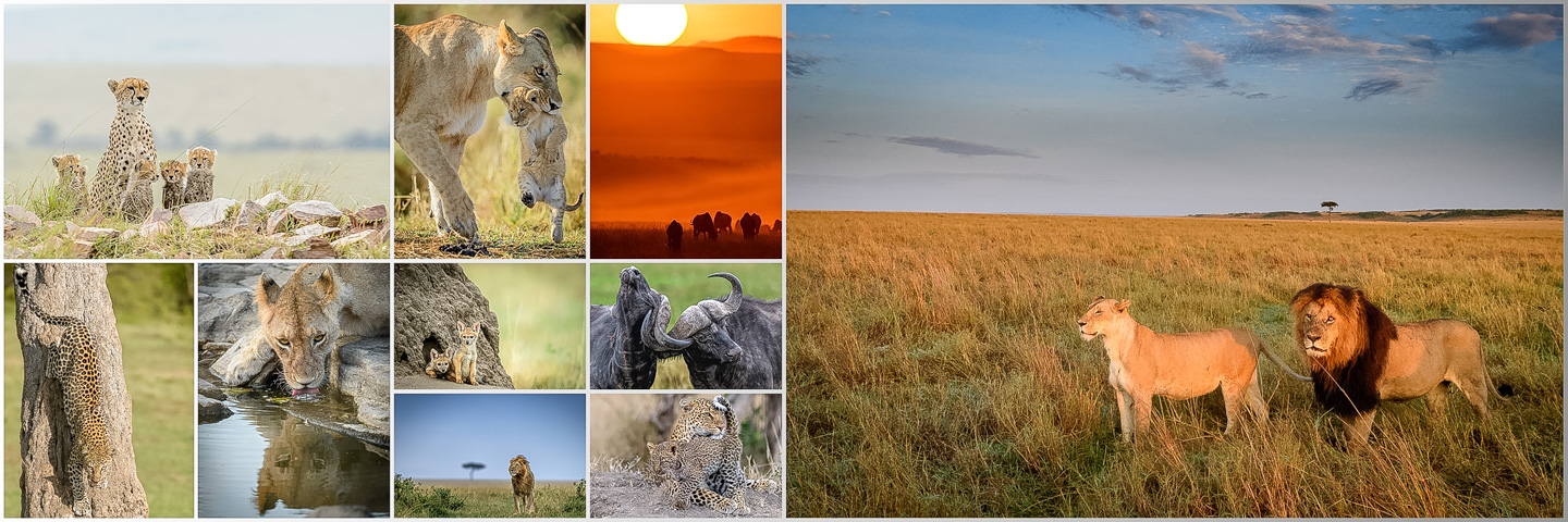 Beeindruckende Raubkatzen, Löwen und Geparden, in ihrer natürlichen Umgebung. Die Raubkatze ist in voller Schönheit und Majestät zu sehen, wie sie durch die savannenartige Landschaft Afrikas streift. Die Sonnenstrahlen, die durch das Gras fallen, erzeugen eine dramatische Beleuchtung und betonen die Muskeln und die Schönheit der Raubkatze. Im Hintergrund sieht man die Weite der afrikanischen Landschaft, die das Gesamtbild abrunden. Dieses Bild würde ein unvergessliches Erinnerungsstück an eine unvergessliche Fotosafari sein.