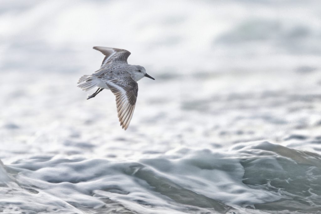 Sanderling fliegt über die Wellen