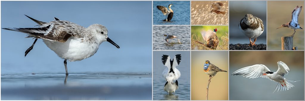 Fotoworkshop Vogelparadies Wattensee-Insel Texel II